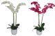 Phalaenopsis orchidee 100cm