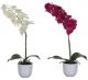 Phalaenopsis orchidee 60cm