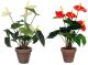 Anthurium